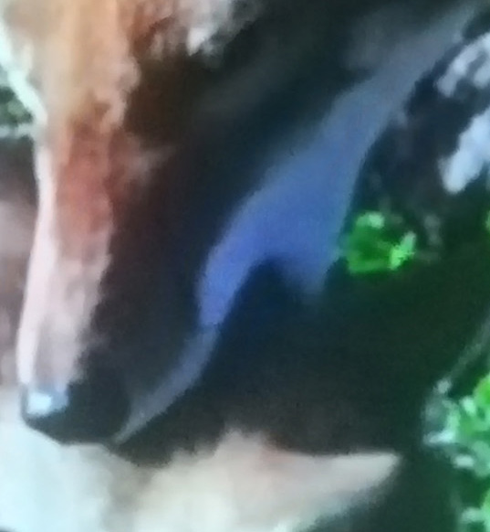 chien d'abyssinie mord
        son petit